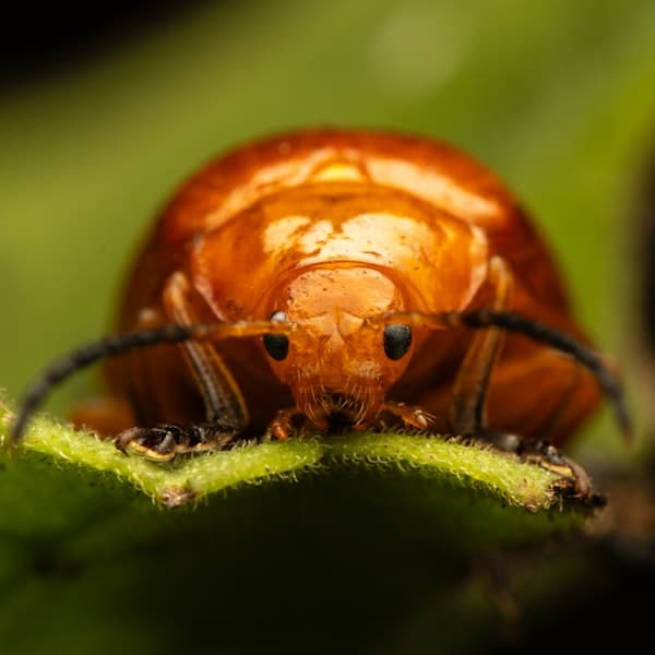 Trattamento insetti e infestanti
