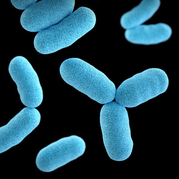Batteri e virus